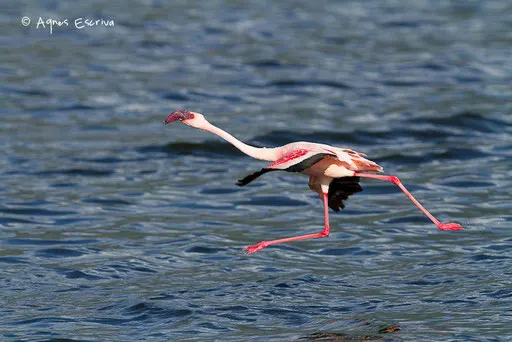 Flamant