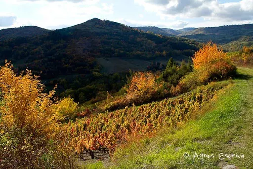 Vignes à Boudes