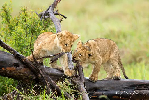 Lionceaux de la Marsh pride  (3 mois)