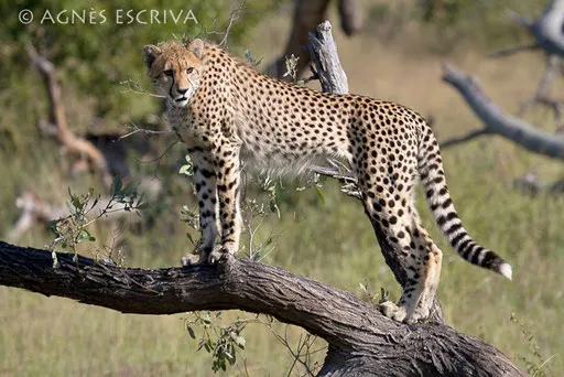 La fille guépard