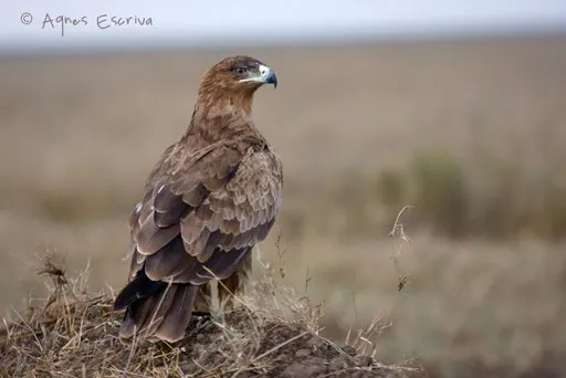 Aigle ravisseur