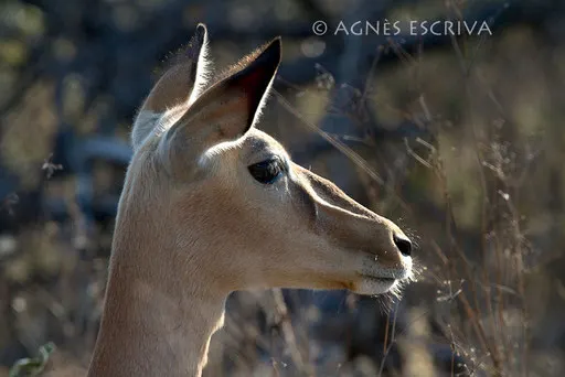 Profil d'impala