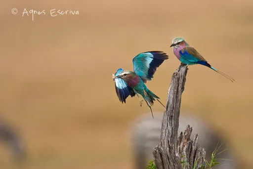 Couple de rolliers