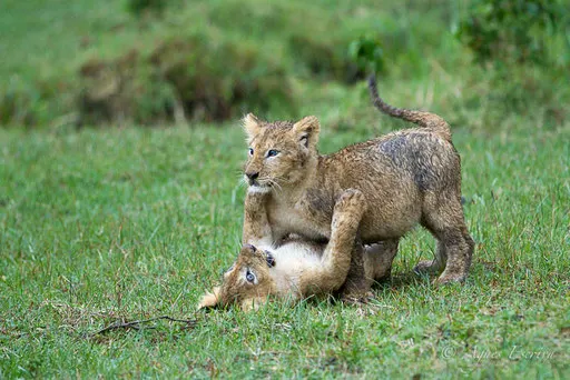 Jeux de lionceaux