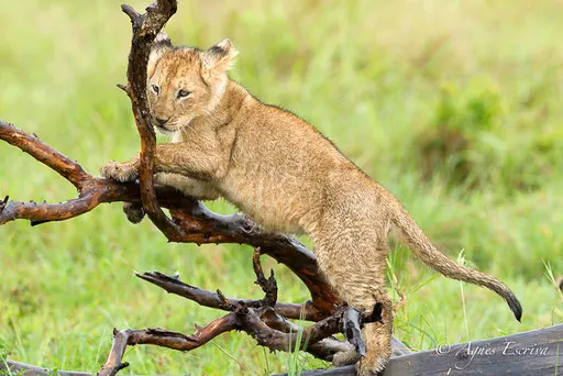 Lionceau de la Marsh pride  (3 mois)