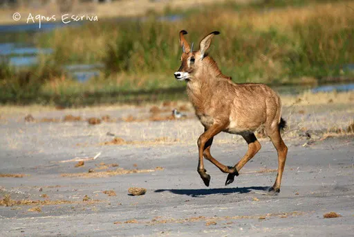 Antilope rouanne