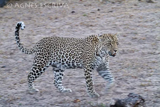 Karula