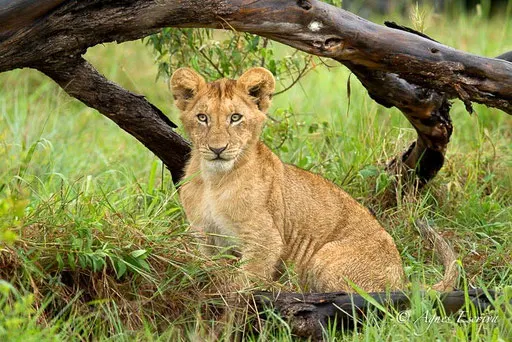 Lionceau de la Marsh pride  (6 mois)
