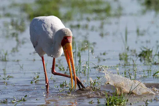 Tantale ibis à la pêche