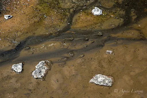 Détail, Lac Magadi