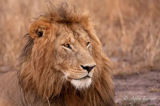 Morani