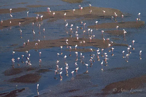 Flamants nains