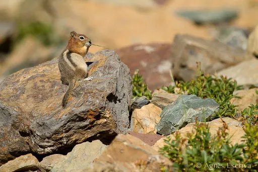 Golden mantled ground squirrel