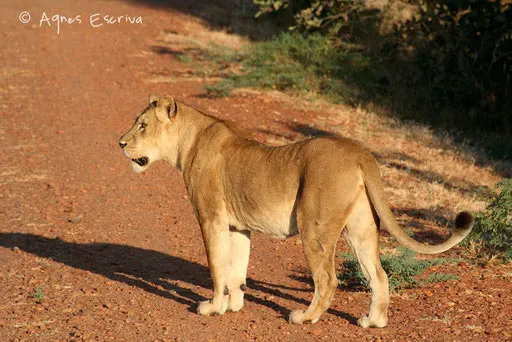 Lionne