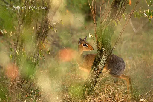 Dik-dik