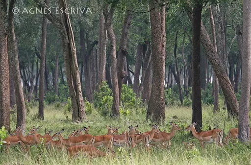 Forêt d'impalas