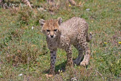 Jeune guépard