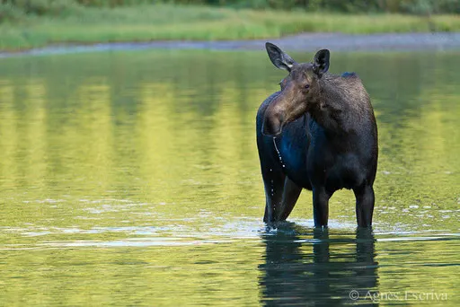 Femelle Elan - Orignal - Moose