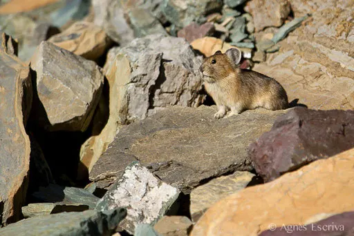 Pika
