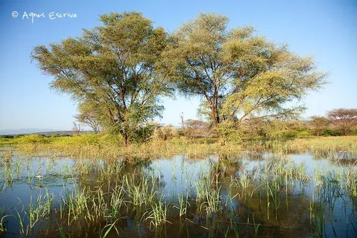 Les rives inondées