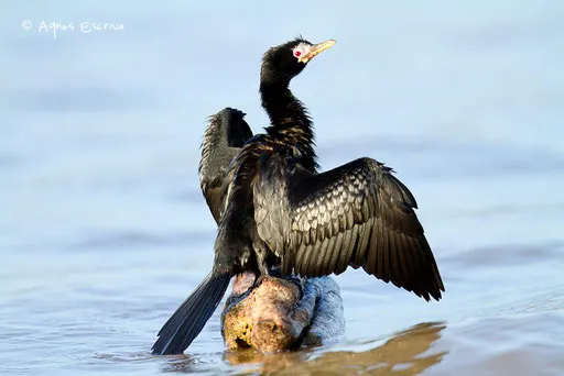 Cormoran d'Afrique