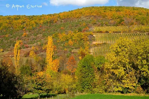 Vignes à Boudes