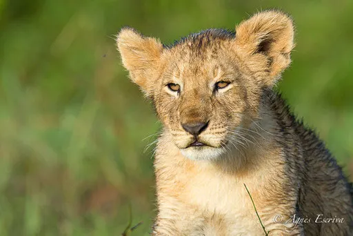 Lionceau de la Marsh pride 