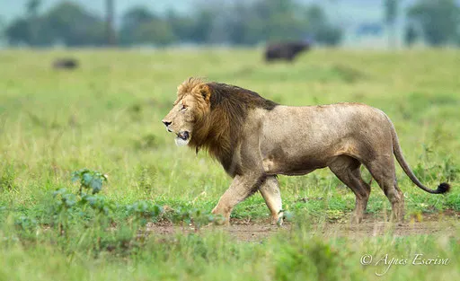 Morani