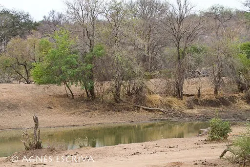 Elephant Dam