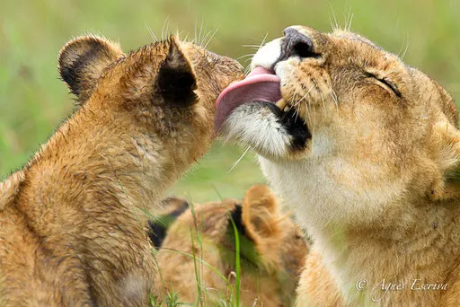 Charm et lionceau