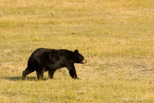 Ours noir