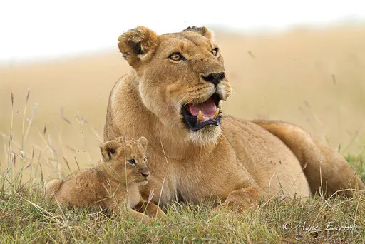 Bibi et son petit
