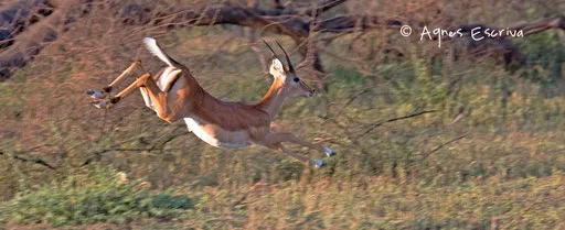 Saut d'impala 2