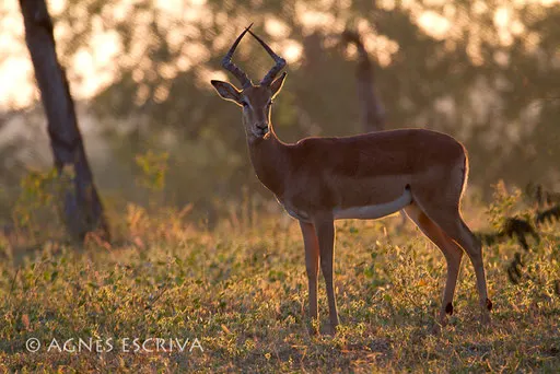 Impala mâle le matin 1