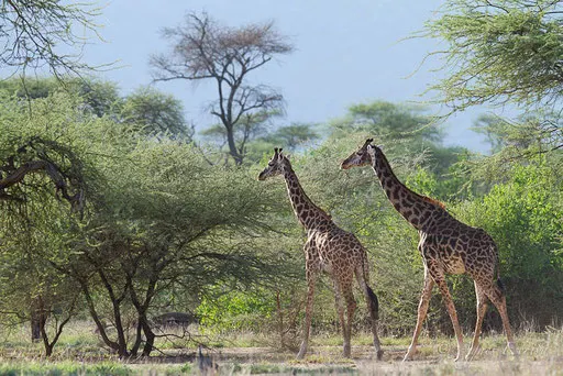 Girafes
