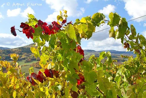 Vignes à Boudes