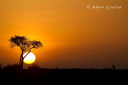 Petite silhouette