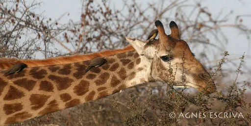 Girafe horizontale