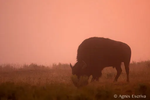 Bison mâle au petit matin