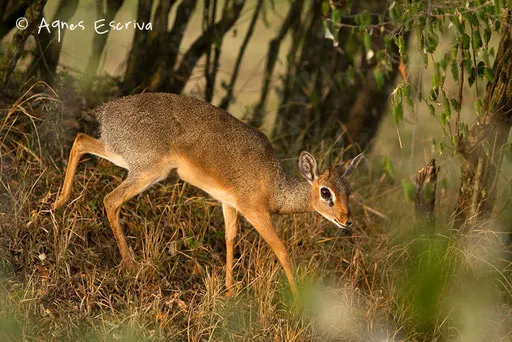 Dik-dik