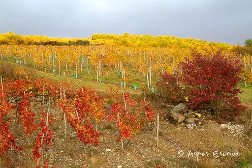 Vignes à Boudes