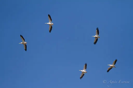 Pélicans