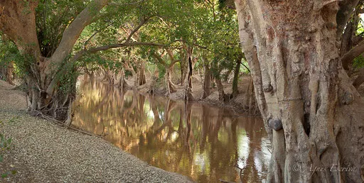 Sycomores au bord de la rivière Ewaso Ngiro