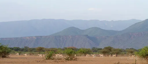 Gazelles de Grant