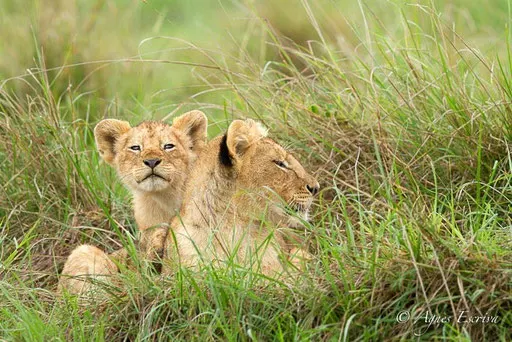 Lionceaux de la Marsh pride  (3 et 6 mois)