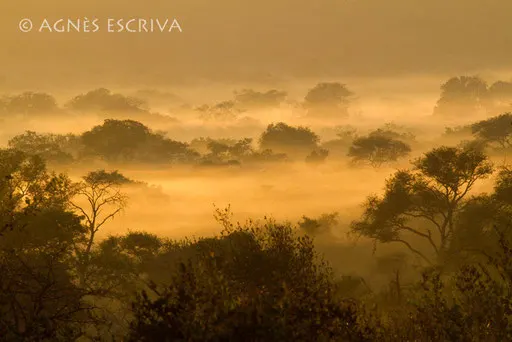 Estampe africaine - Djuma - Sabi Sand
