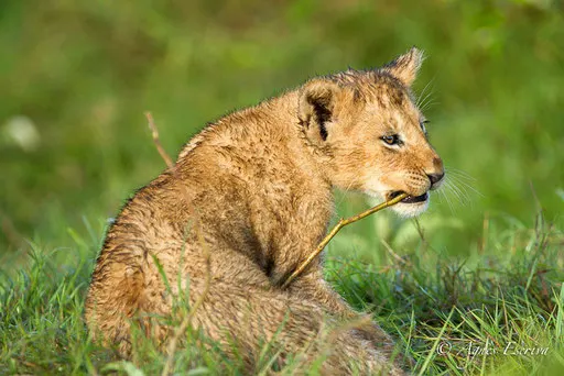 Lionceau de la Marsh pride 