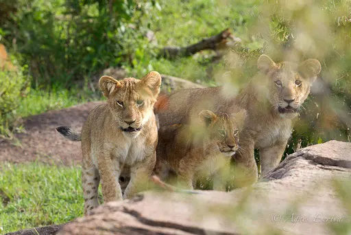 3 jeunes de la Rekero pride (Maternity pride)