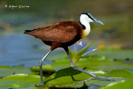 Jacana à poitrine dorée