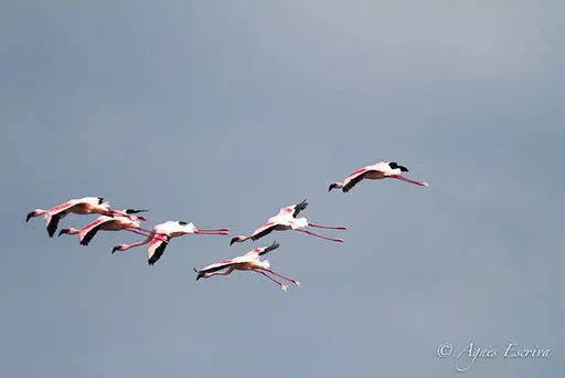Vol de flamants roses - Nakuru